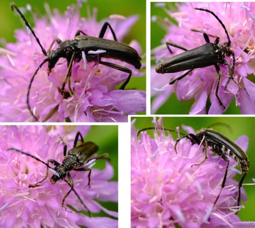 Réf. 259 143 : Leptura aethiops